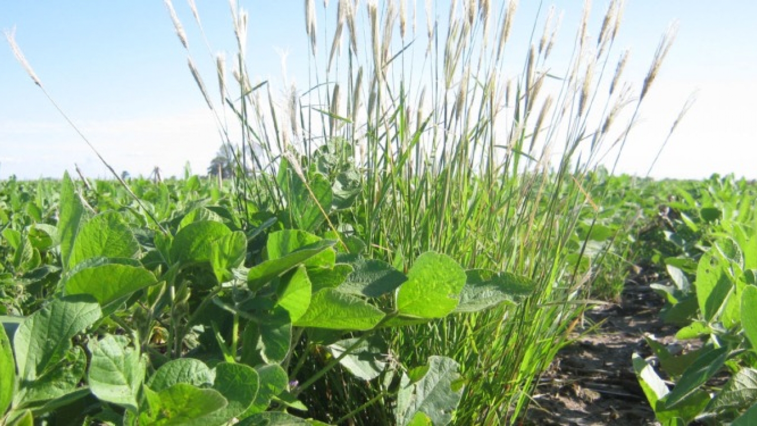 Confirman nuevos casos de resistencia en una maleza que ya afecta más de 11 millones de hectáreas agrícolas