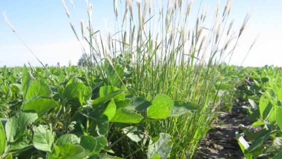 Confirman nuevos casos de resistencia en una maleza que ya afecta más de 11 millones de hectáreas agrícolas
