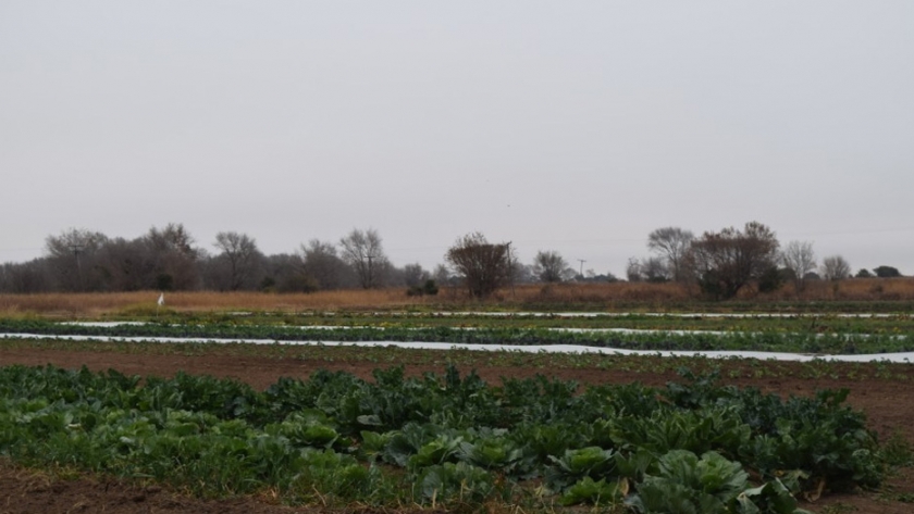 Productores locales apuestan por huertas agroecológicas