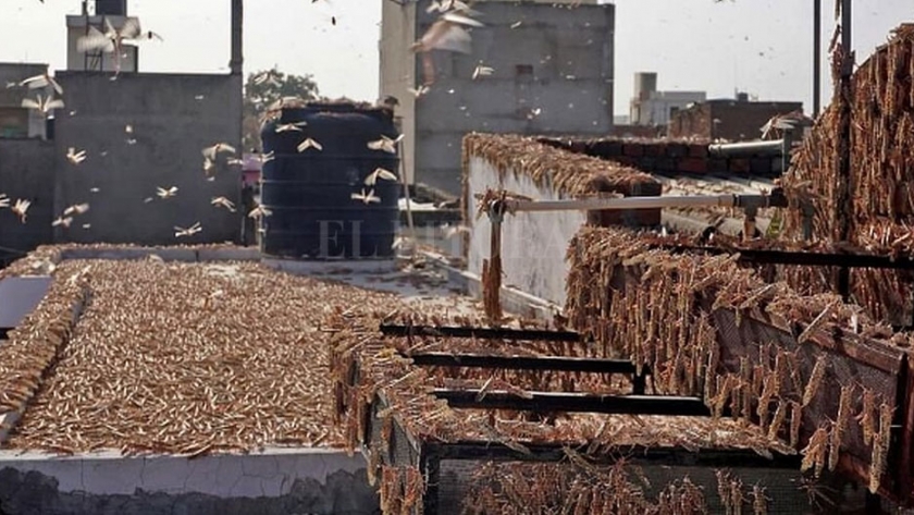 India sufre la peor plaga de langostas en 26 años