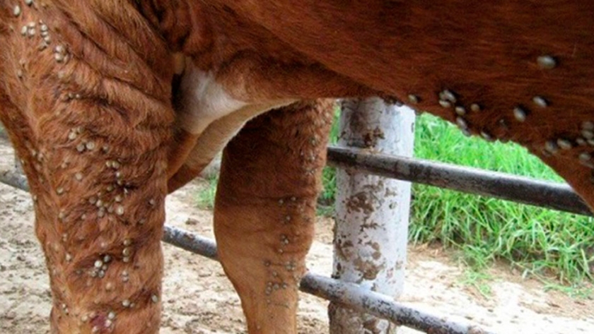 Detectan hacienda infectada con garrapata en Entre Ríos
