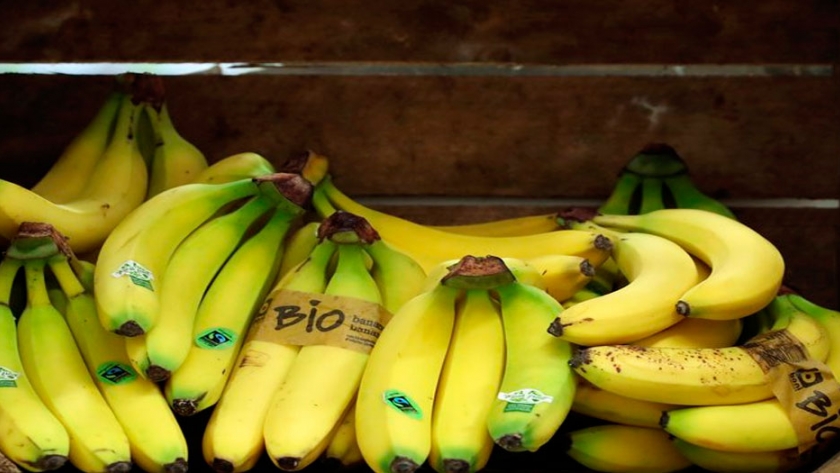 Las bananas están en peligro, pero la biotecnología ya encontró la solución