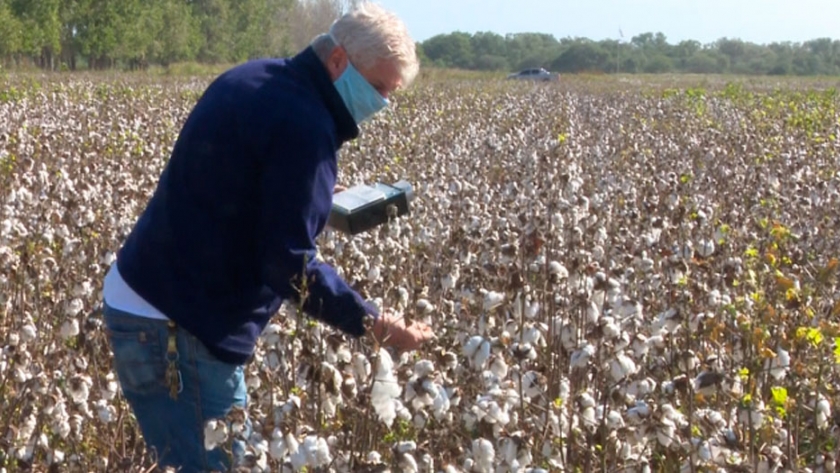 Control biológico en el cultivo de algodón: conociendo a los bichos buenos