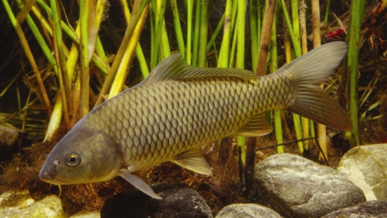 Barreras eléctricas en los ríos: la estrategia de Estados Unidos para frenar a la carpa asiática antes de que llegue a los Grandes Lagos