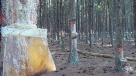 Pequeños forestadores de Misiones podrían mejorar su rentabilidad 
