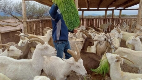 En una zona desértica de San Juan levantaron un invernadero hidropónico para producir forrajes que alimenten las cabras de pequeños productores