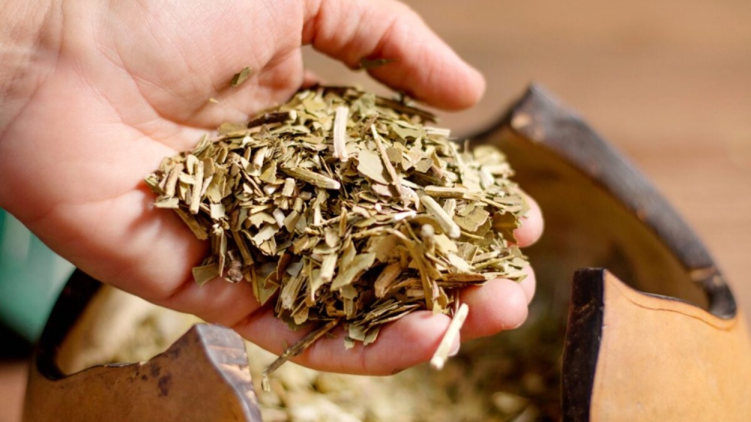 Científicos argentinos descubren un compuesto de la yerba mate con potencial para frenar el dengue