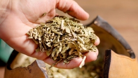 Científicos argentinos descubren un compuesto de la yerba mate con potencial para frenar el dengue