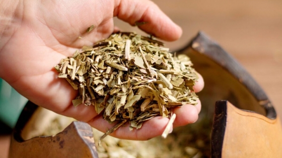 Científicos argentinos descubren un compuesto de la yerba mate con potencial para frenar el dengue