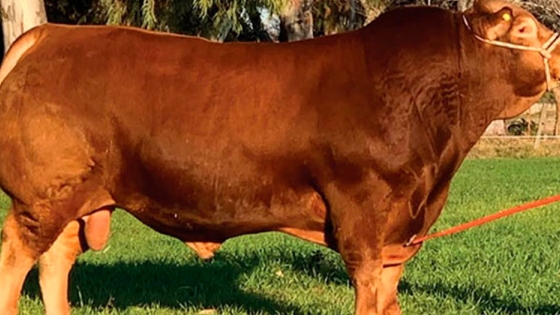 Un toro y una vaca Limousin de Argentina son Campeones Mundiales de la raza