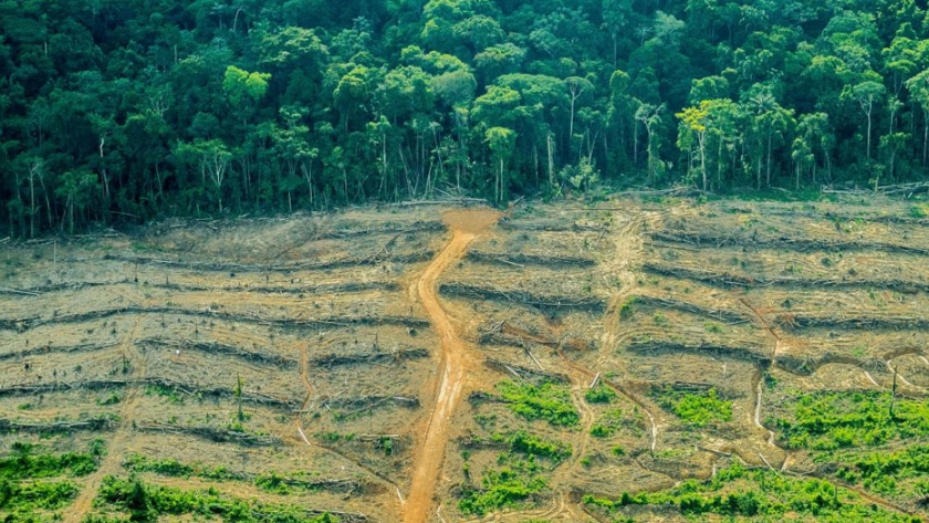 ¡Buena noticia! Deforestación se reduce en diez regiones con bosques amazónicos