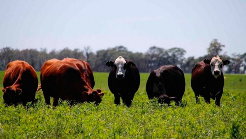 Videos virales: el agro copa las redes para defenderse de la acusación de que genera inflación