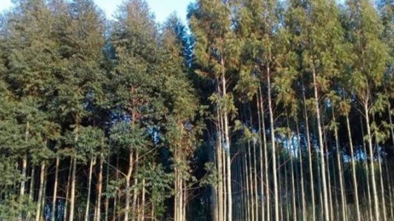 Clones de eucalipto: una valiosa herramienta para la silvicultura de precisión