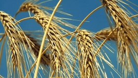 La Bolsa de Comercio de Rosario volvió a recortar la estimación de producción de trigo nacional