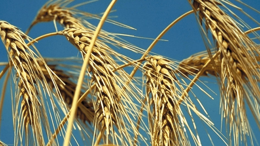 La Bolsa de Comercio de Rosario volvió a recortar la estimación de producción de trigo nacional