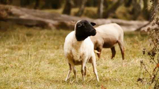 Scrapie: riesgo de cierre de mercados para subproductos