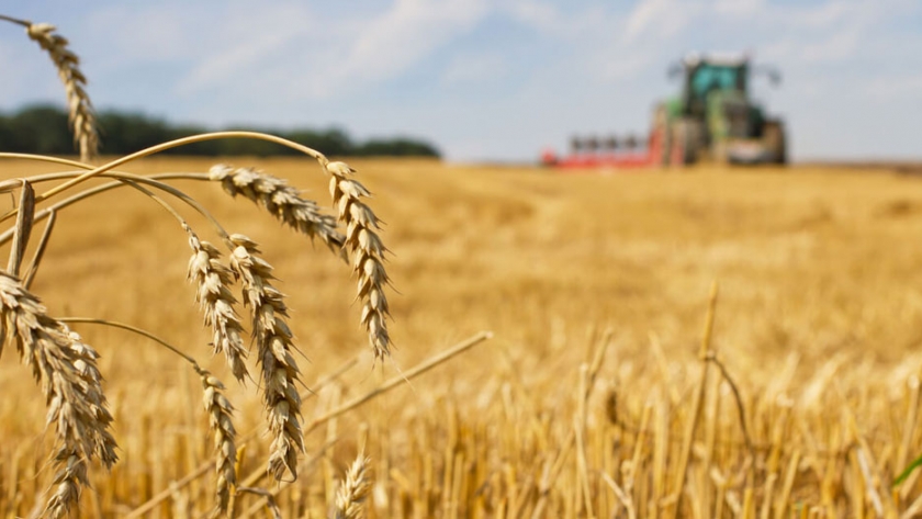 Ensayos regionales de trigo candeal - 2019/20