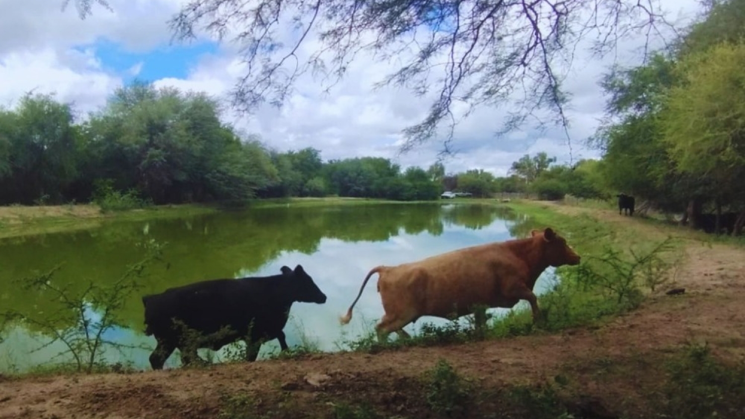 Ganadería y conservación: lanzan una prueba piloto para producir más sin afectar el monte nativo