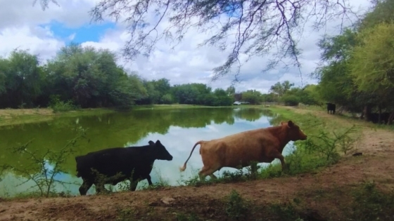 Ganadería y conservación: lanzan una prueba piloto para producir más sin afectar el monte nativo