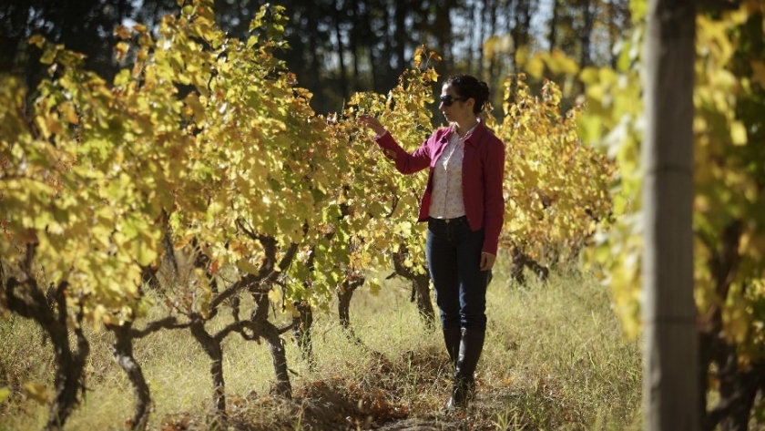 Caminos del Vino: un otoño con sabores, paisajes dorados y la historia vitivinícola de Río Negro