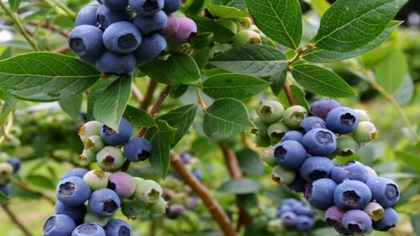 Arándanos: la Fauba desarrolló una nueva variedad