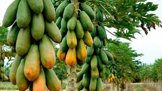 Un gen determinante del sexo podría ayudar a garantizar una mejor producción de papaya