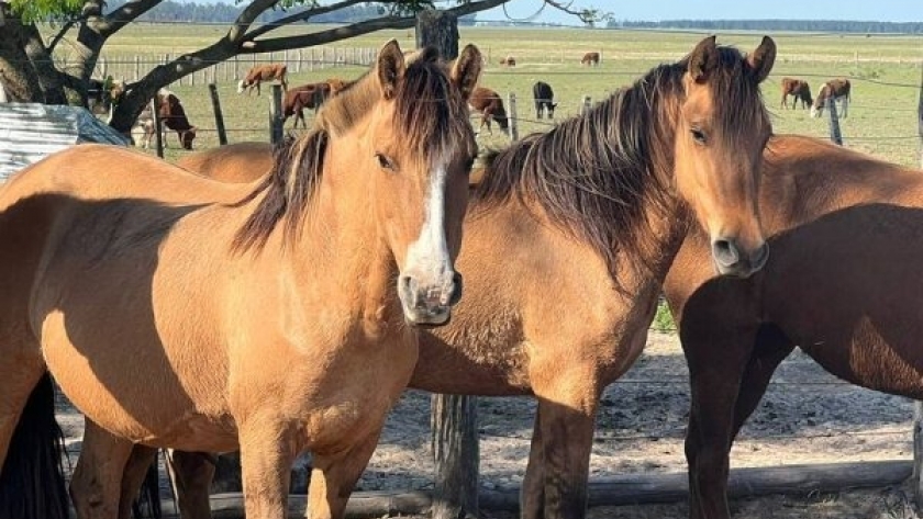 Senasa recuerda notificar de manera inmediata los signos sobre la encefalomielitis equina