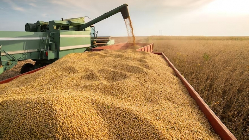 La soja y los cereales cerraron la semana con bajas por presión de cosechas y señales externas