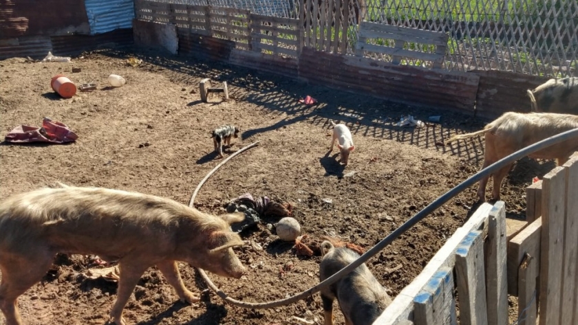 Zoonosis entrevistó a criadores de cerdos del área periurbana de Santa Rosa