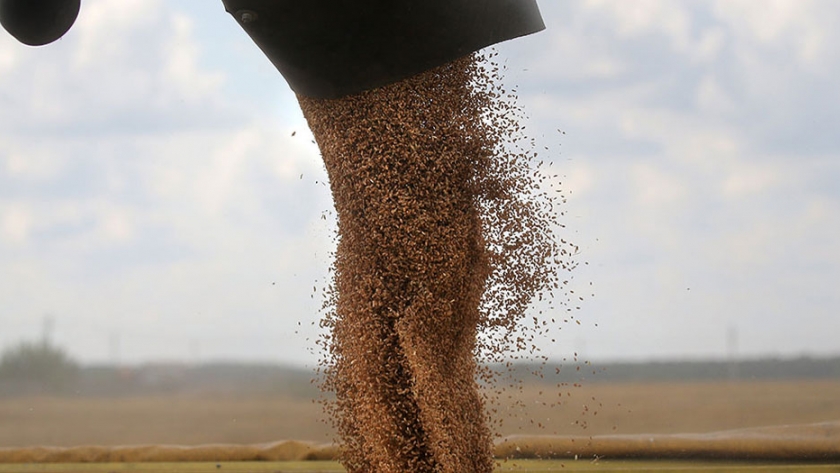La cuota de exportación de cereales de rusia ejerce presión sobre los pequeños comerciantes