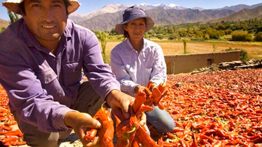INTA trabaja para mejorar los rindes del pimiento para pimentón en los Valles Calchaquíes