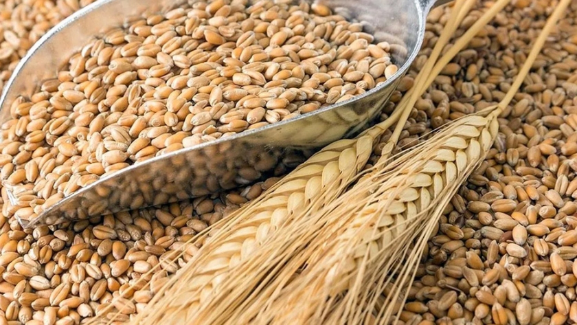 Fuerte caída de exportaciones de trigo