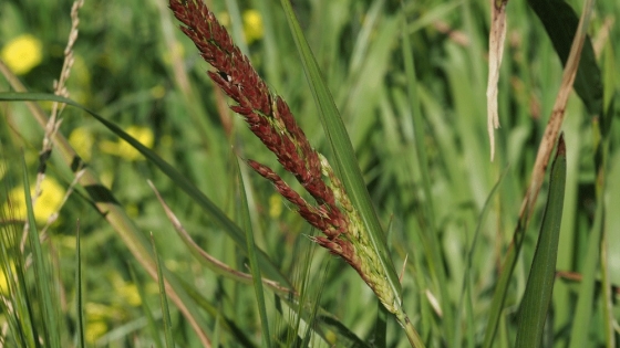Sorgo de Alepo: una combinación de herbicidas redujo hasta 35 puntos el control