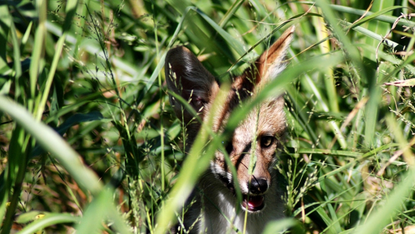 Charla virtual sobre cuidado de fauna silvestre en las ciudades