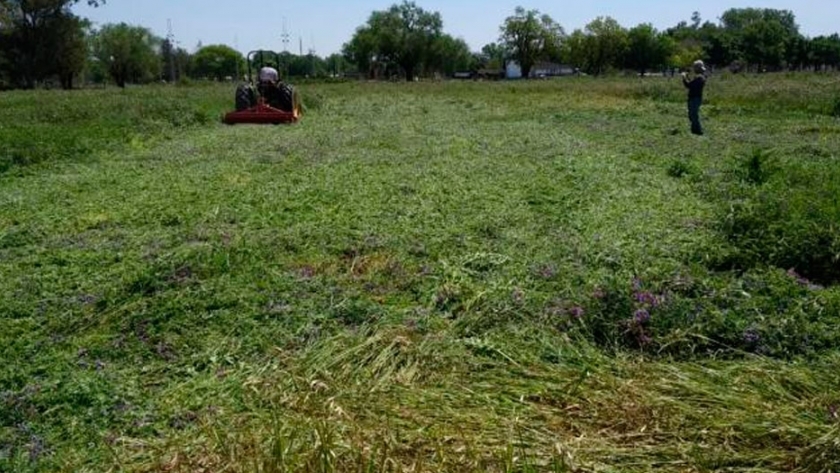 Impacto ambiental y rolado de cultivos de cobertura en producción de soja bajo siembra directa