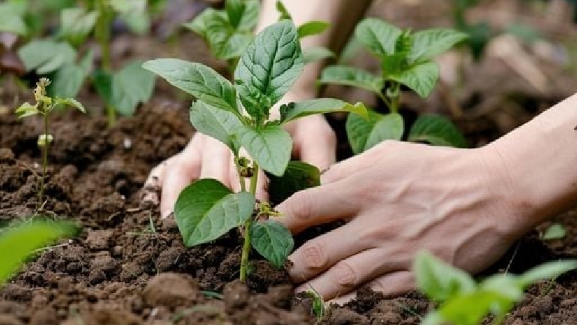 7 plantas que ayudan a recuperar el suelo