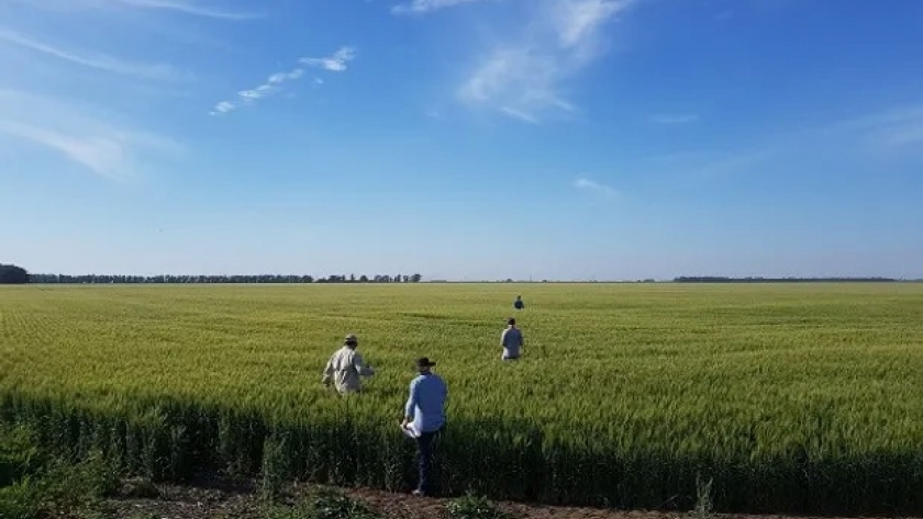 Malezas: el novedoso modo de acción que deja el lote listo para el trigo