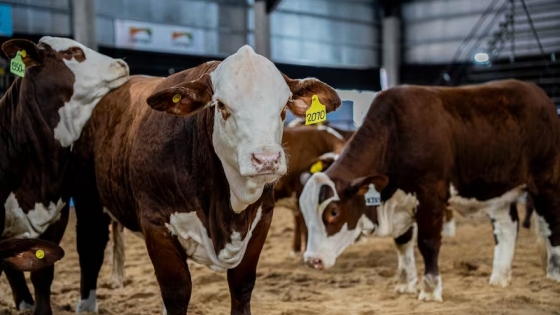 Argentina y la carne del futuro: el auge de la raza Braford y su potencial exportador