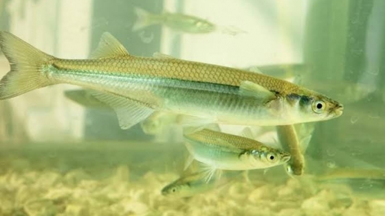 La pesca del pejerrey encuentra un nuevo protagonista en Buenos Aires
