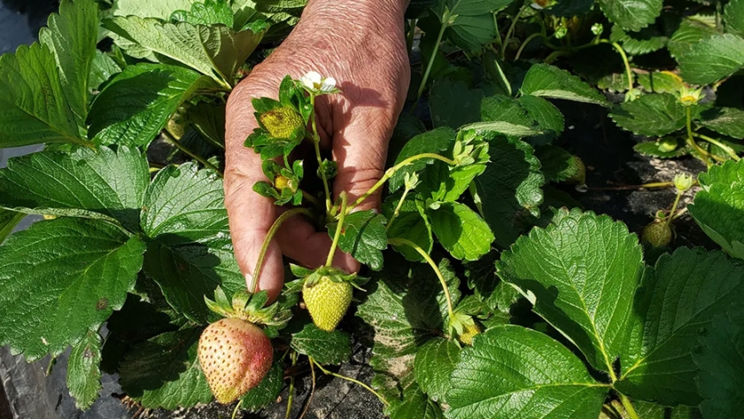 El gobierno de la provincia junto a INASE convoca a capacitación sobre sanidad vegetal en cultivos