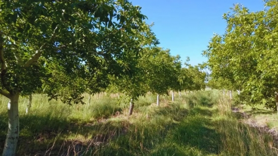 Nogales en alerta: relevamiento del INTA advierte riesgos sanitarios en el Valle Inferior del Río Negro