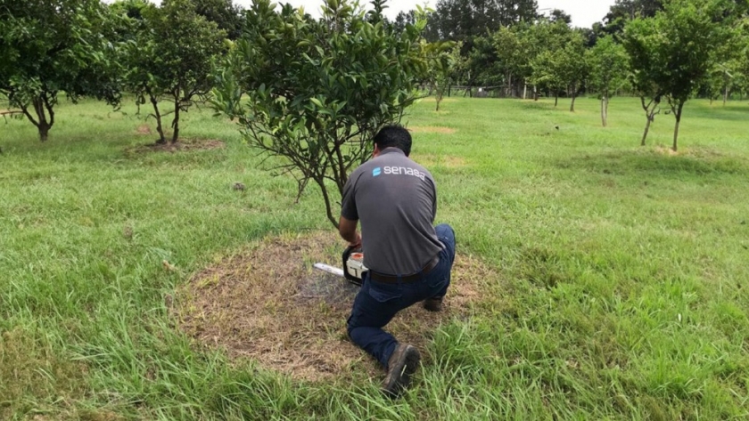 Erradicación de una planta positiva a HLB en la localidad de Yapeyú, Corrientes