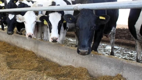 La lechería profundiza su concentración: en un año cerraron más de 230 tambos y crece el tamaño promedio de los establecimientos