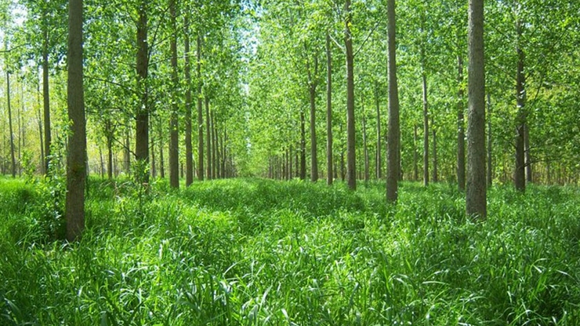 La industria forestal sumó un apoyo de peso para su plan de empleo y exportaciones