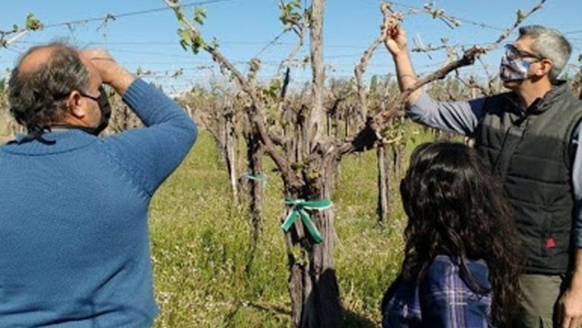 Heladas: las denuncias por daños se tomarán a partir del 26 de octubre