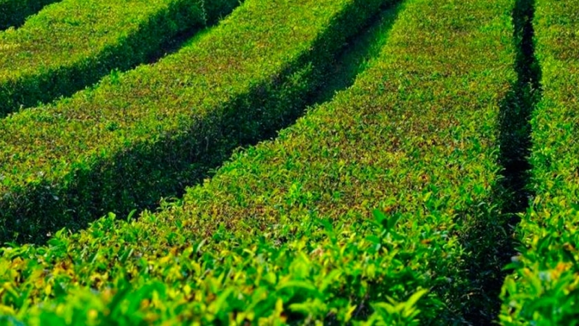 Argentina lidera la producción de té en América