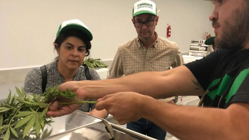 Costa Rica se interesa en la experiencia de Jujuy en desarrollo de cannabis medicinal