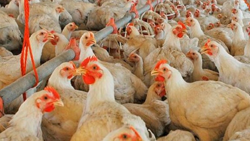 Un vistazo a los problemas de piel en la carne de las aves