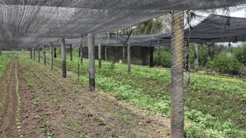 Productores de Riacho He Hé proveen de casi 12 mil kilos de verdeo por semana al Plan NUTRIR