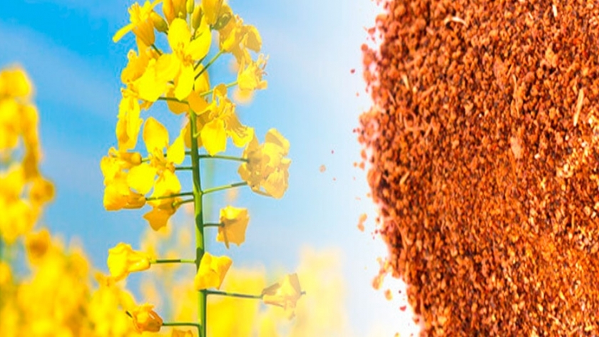 Nuseed y ADM se asocian para expandir el mercado de canola alta en omega-3